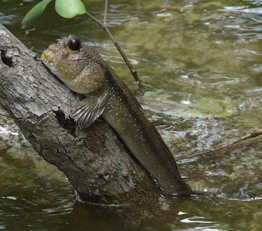 Fish+climbing+tree